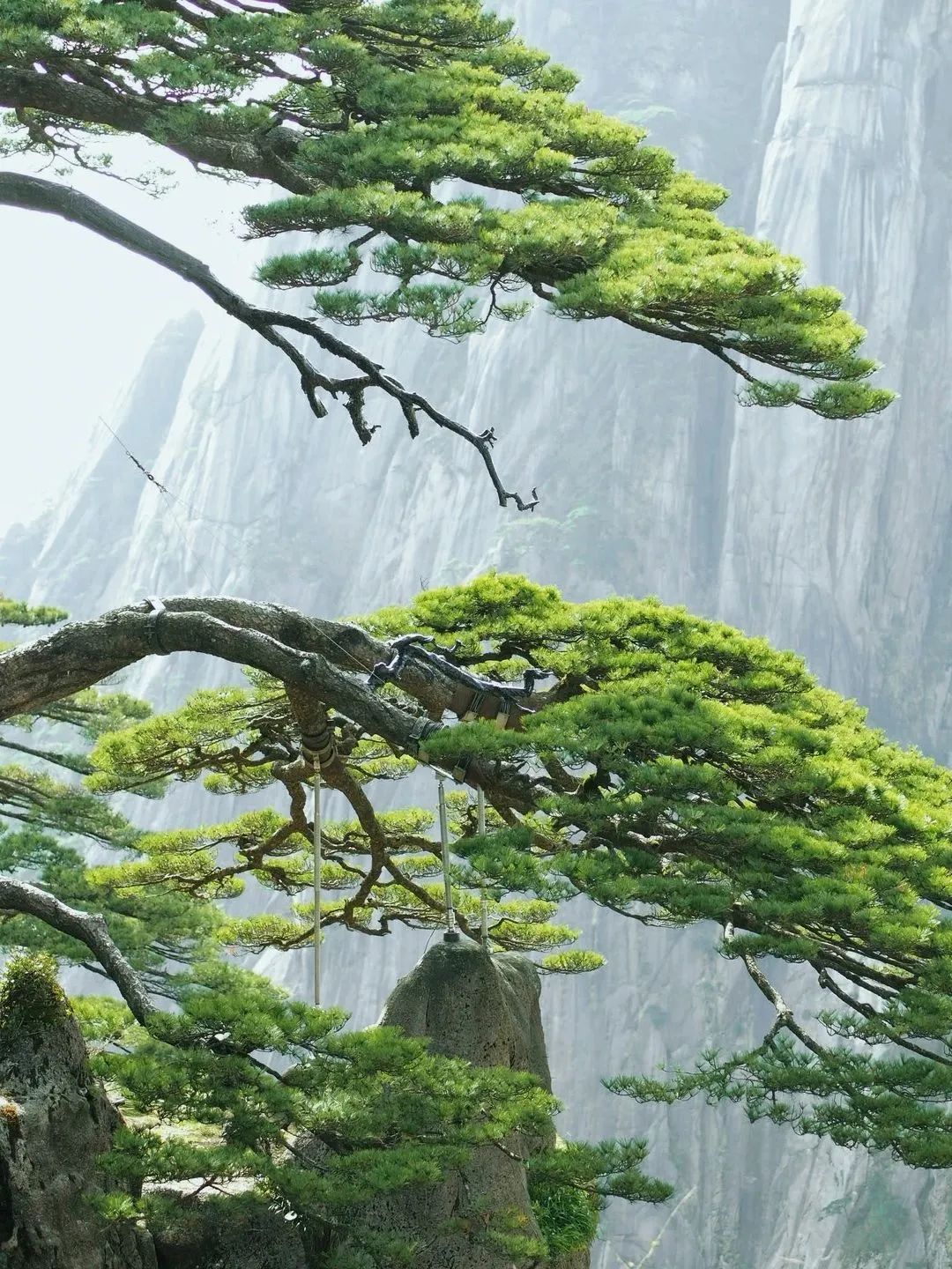 東方龍商務(wù)與春天有個約會！集團(tuán)100余人赴安徽黃山“團(tuán)建”，太嗨了！“奔跑二季度”——我們準(zhǔn)備好了！